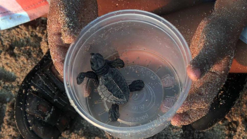 En agosto se hallaron 99 tortugas muertas en playas de Escuinapa