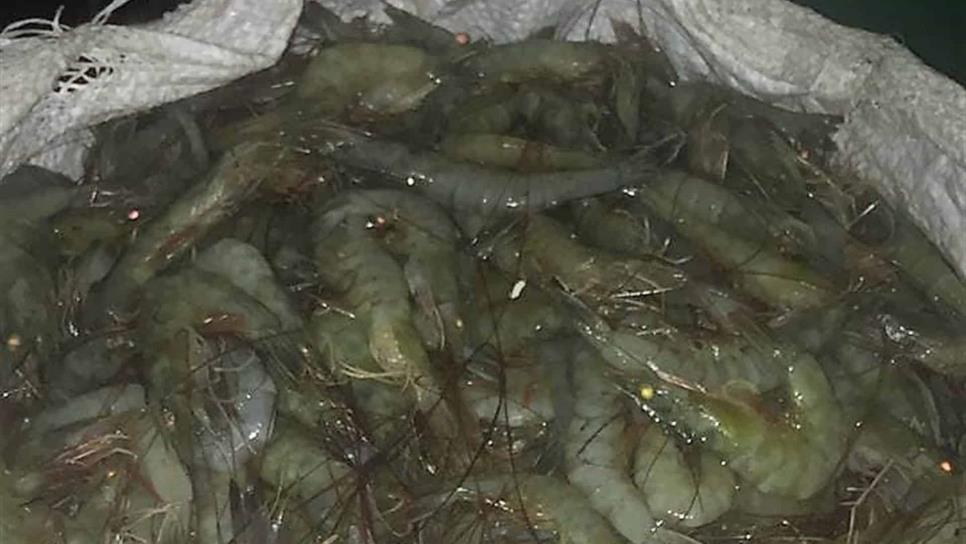 Reportan buenas capturas de camarón en el Huizache-Caimanero