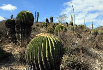 México destaca por la cantidad y diversidad de cactáceas del mundo