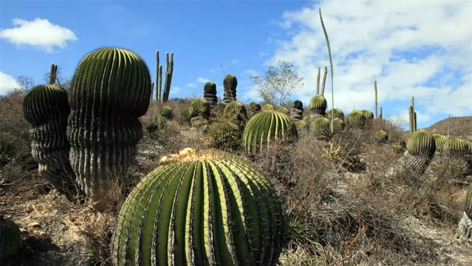 México destaca por la cantidad y diversidad de cactáceas del mundo