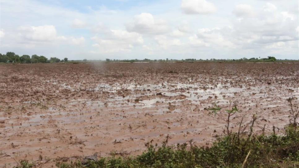 Estiman daños por 800 mdp al sector agropecuario por la depresión 19-E