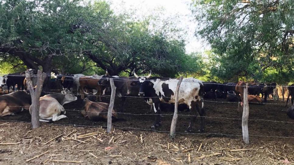 Más de 250 cabezas de ganado muertas en El Fuerte tras 19-E