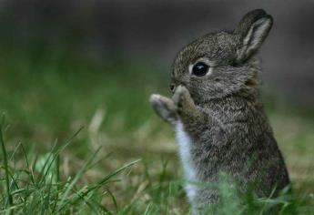 Niegan extinción del conejo teporingo