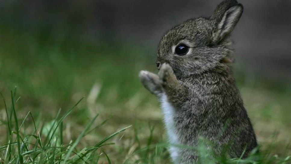 Niegan extinción del conejo teporingo