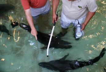 Publican autoridades ambientales norma para marcaje de pez totoaba