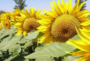Preparan proyecto piloto de siembra de girasol en la zona sur