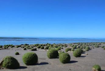 Afirman que son inofensivas algas redondas en playa de Huatabampo