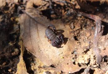 Descubren alcaloide único en el mundo en especie de alacrán hidalguense