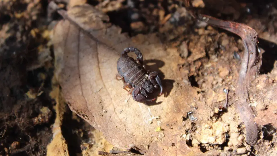 Descubren alcaloide único en el mundo en especie de alacrán hidalguense