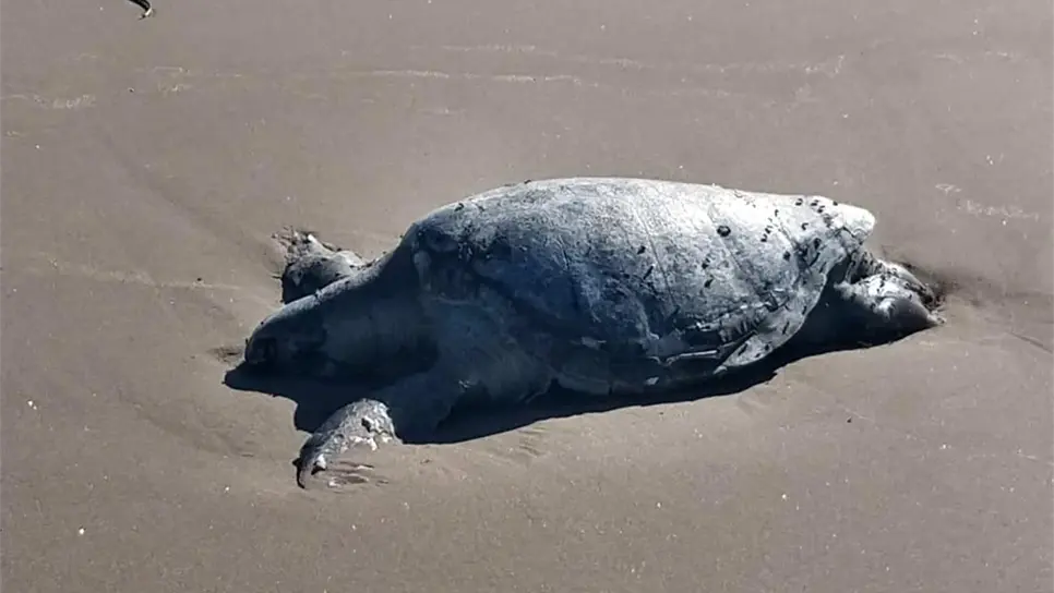 Encuentran tortuga muerta en El Maviri
