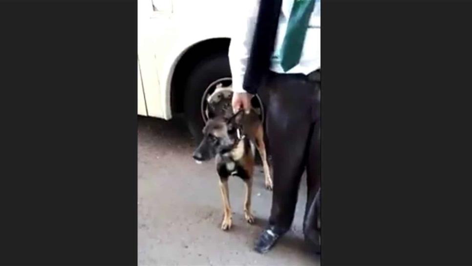 Militares olvidan perro detector de drogas en maletero de autobús