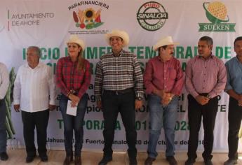 Inicia la siembra de espárrago en el Valle del Carrizo