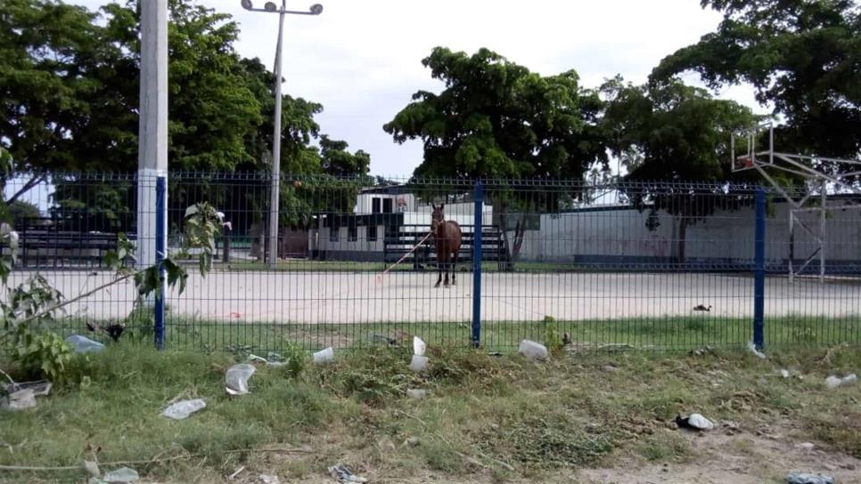 Utilizan parque público como corral para caballos en la Villa de Ahome