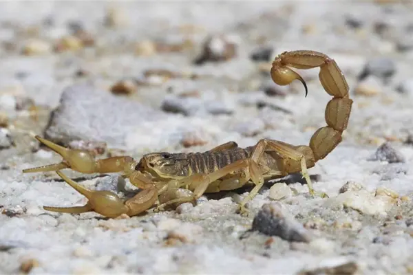 Fallece niño de 7 años tras picadura de alacrán en El Rosario Fallece niño de 7 años tras picadura de alacrán en El Rosario