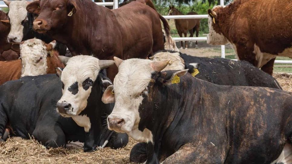 Crean científicos mexicanos galleta antiparasitaria para ganado bovino