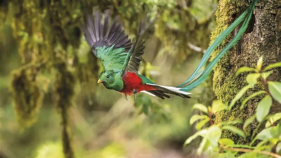 Quetzal, el ave más bella de América en peligro de extinción Quetzal, el ave más bella de América en peligro de extinción