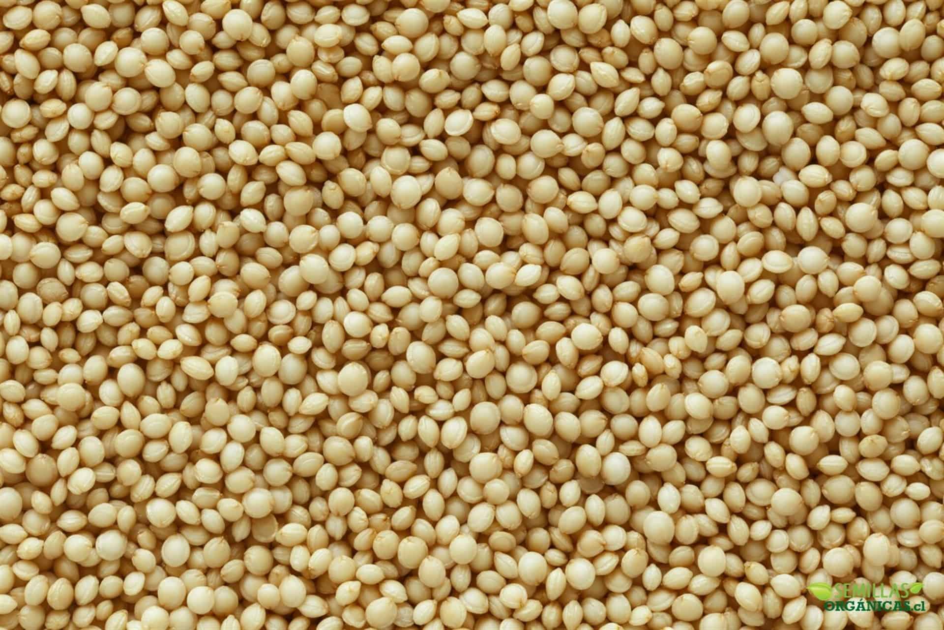 Amaranto, semilla con delicado sabor que se extiende por todo el mundo