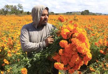 Cempasúchil, ícono representativo del Día de Muertos