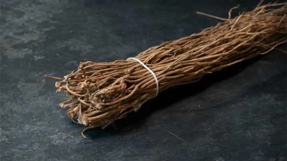 Chilcuague, planta medicinal con efectos positivos en vasos sanguíneos