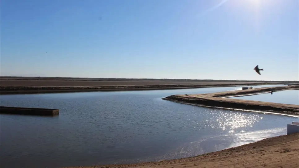 Acuicultores buscar superar 62 mil t de camarón en granjas