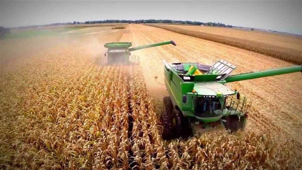 Abundancia de maíz en el mundo afectará comercialización en 2019