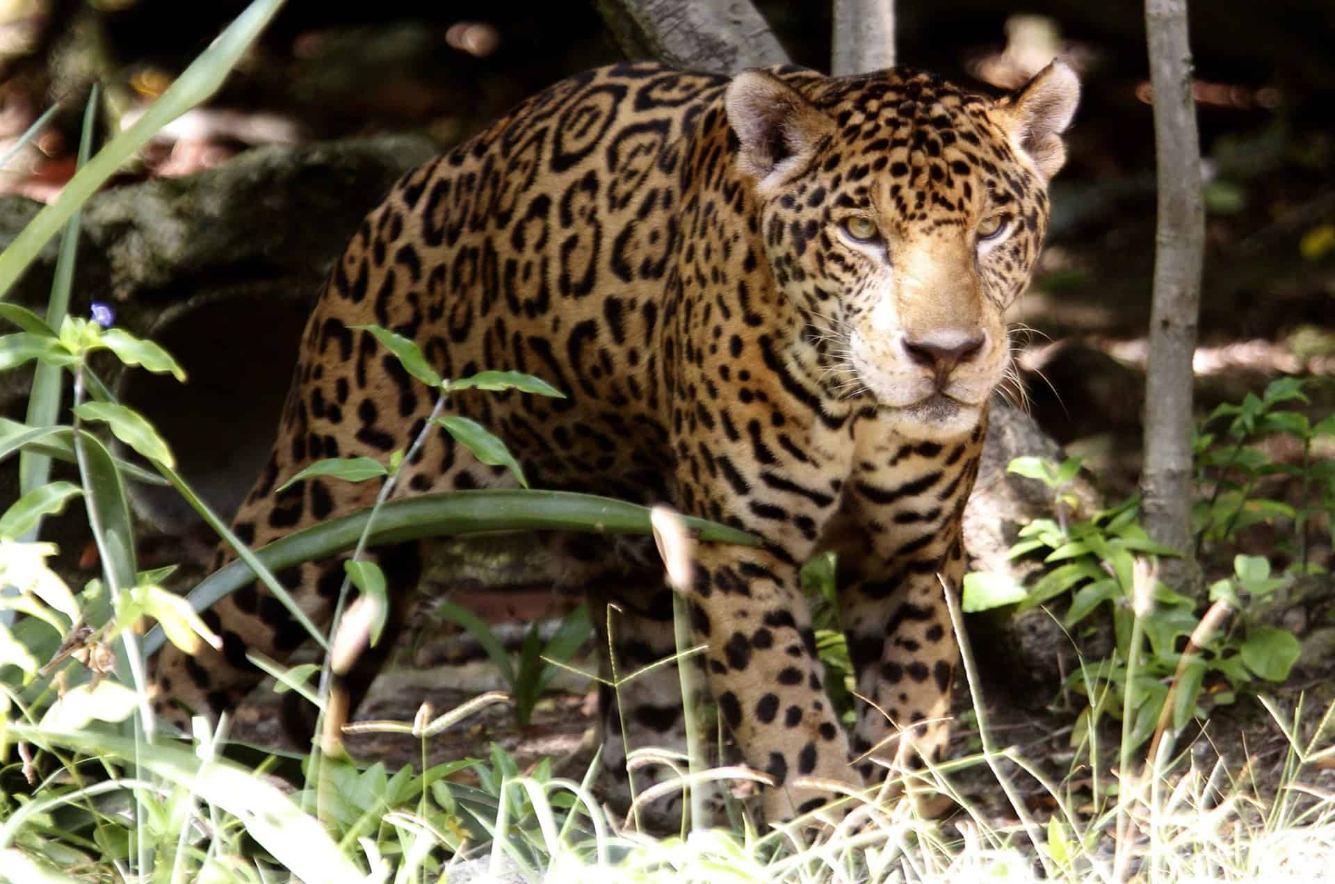 Extinción del jaguar provocaría catástrofes naturales, dicen activistas