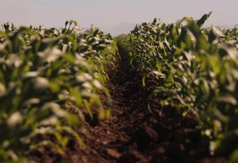 Llega MasAgro a más de 300 mil productores