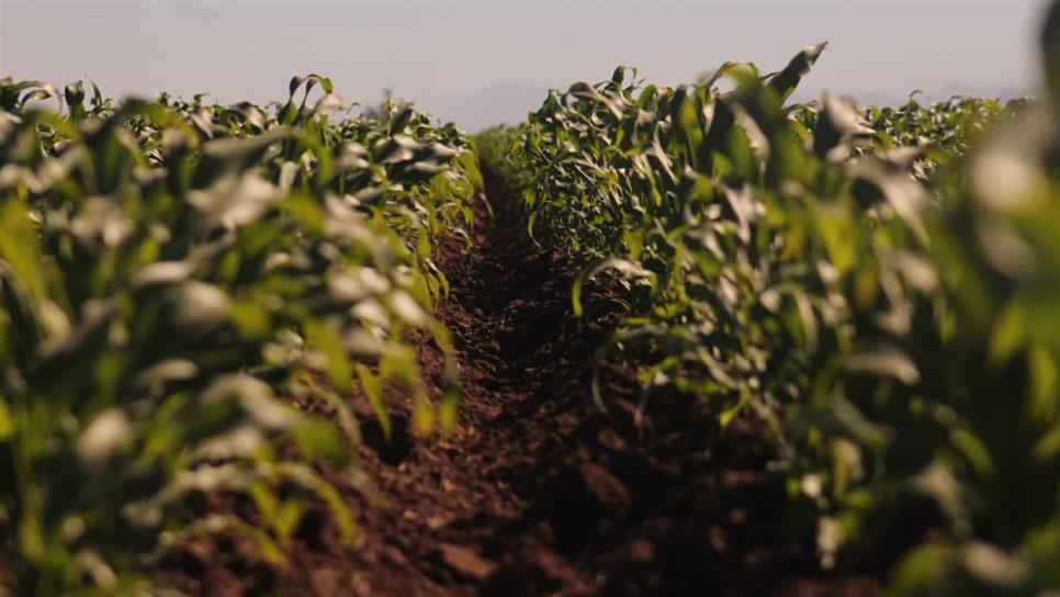 Se disparará producción de maíz en Sinaloa