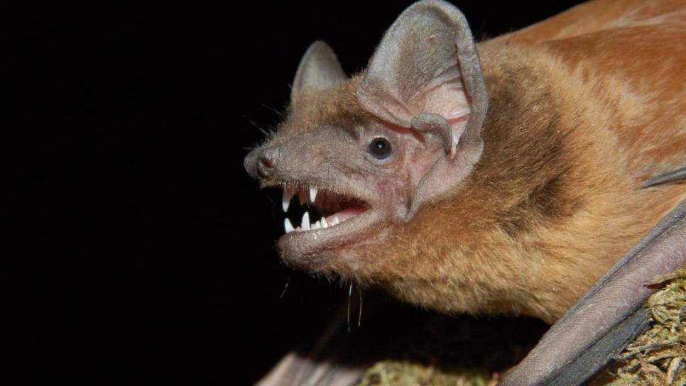 Estudio revela que los murciélagos pueden prevenir daños de plagas