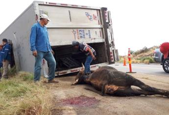 Pobladores aprovechan accidente: ¡Destazan vacas y hurtan carne!