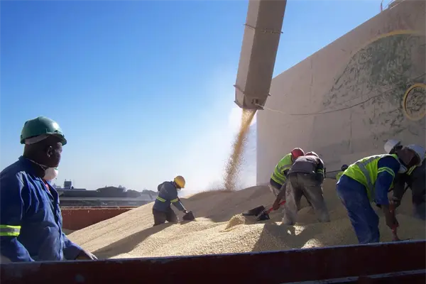 Base de maíz a 41 dólares, baja precio a 3 mil 665 Base de maíz a 41 dólares, baja precio a 3 mil 665