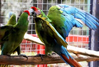 Pericos y guacamayas, entre las 392 aves en peligro de extinción