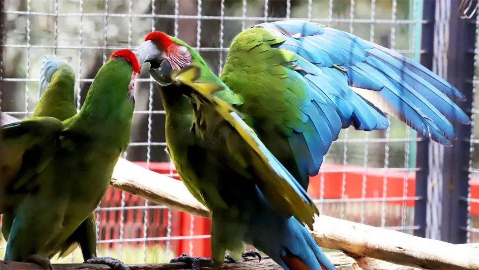 Pericos y guacamayas, entre las 392 aves en peligro de extinción