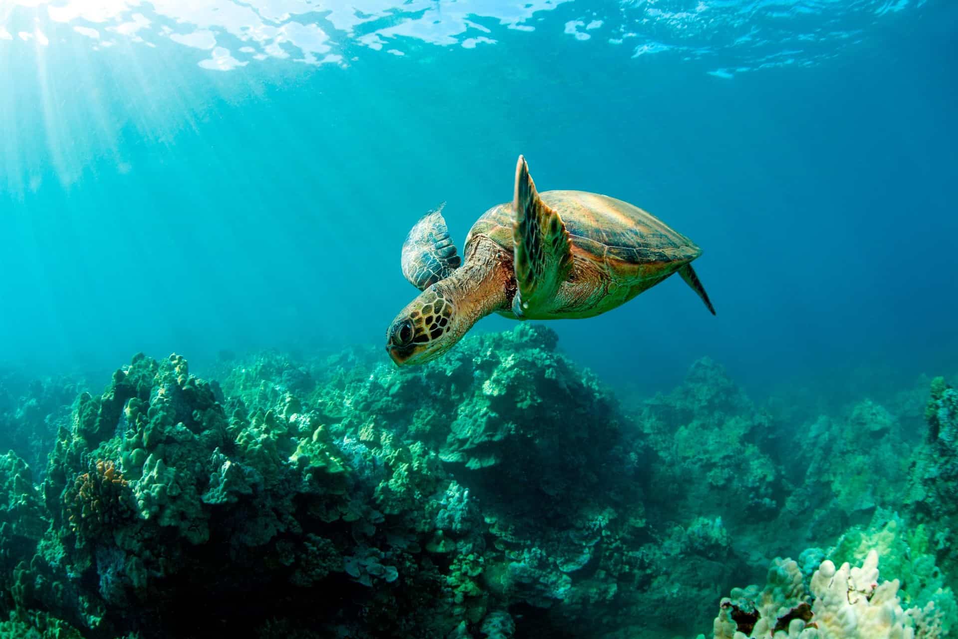 Salvar a las tortugas marinas va más allá de evitar uso de popotes