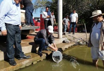 Un millón de Alevines para la Laguna de Abocho, Elota