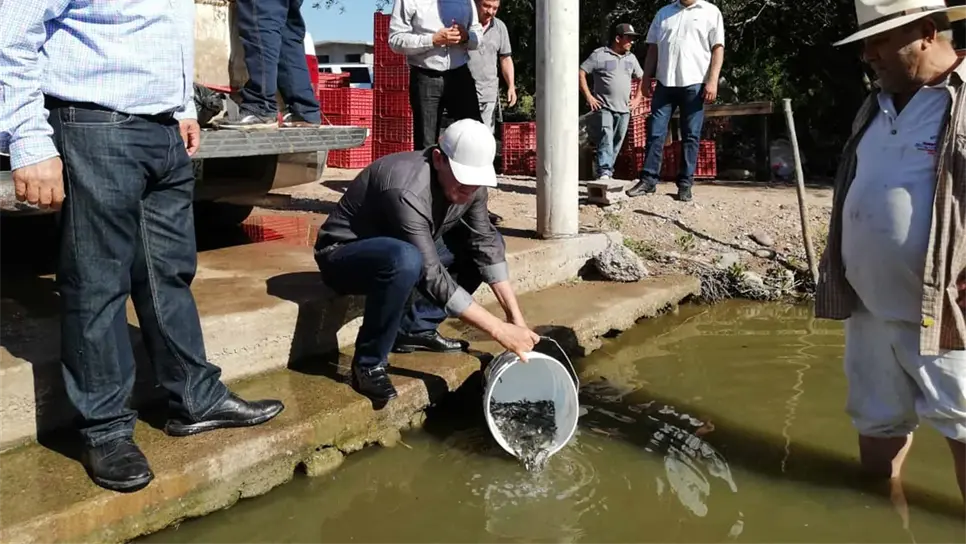 Un millón de Alevines para la Laguna de Abocho, Elota