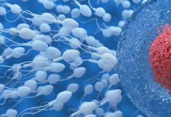 Dieta baja en proteína afecta al esperma