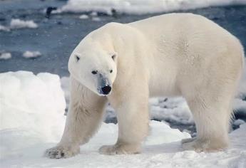 Científicos encuentran cientos de toxinas desconocidas en osos polares