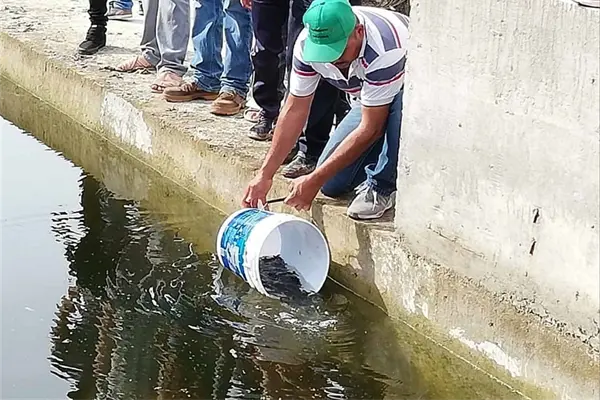 Siembran alevines en represas de la sierra de Badiraguato Siembran alevines en represas de la sierra de Badiraguato