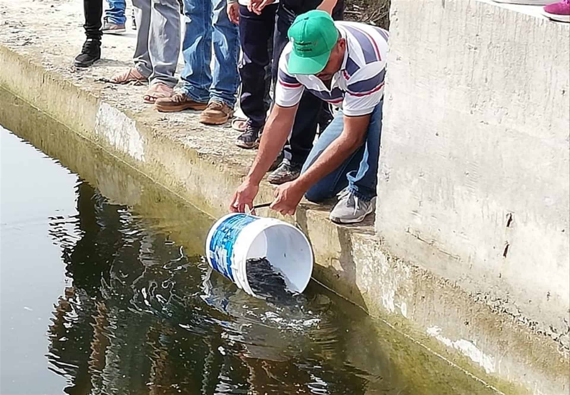 Siembran alevines en represas de la sierra de Badiraguato