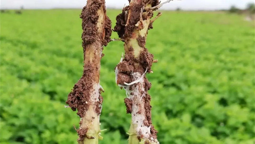 FOTO: Esthela García.