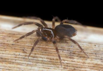 Descubren nuevas especies de araña en bosques españoles