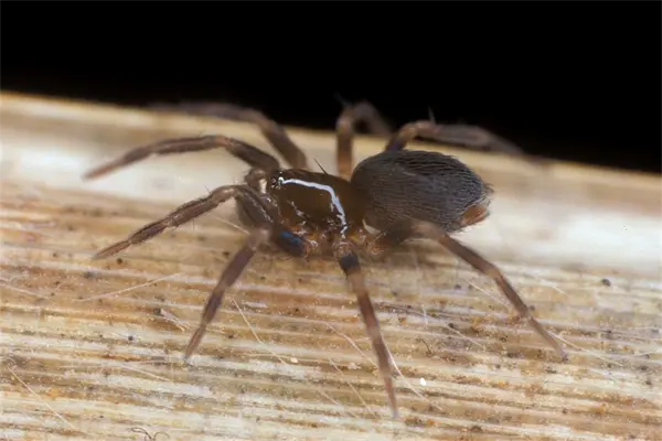 Descubren nuevas especies de araña en bosques españoles Descubren nuevas especies de araña en bosques españoles