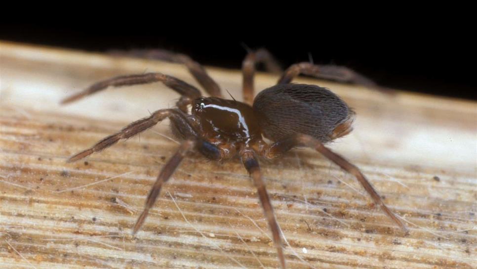Descubren nuevas especies de araña en bosques españoles