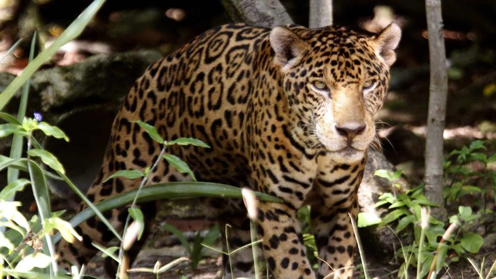 En ocho años crece 20 por ciento la población del jaguar en México