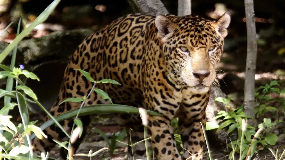 En ocho años crece 20 por ciento la población del jaguar en México