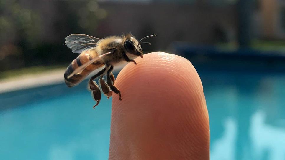 Disminución de población de abejas avanza en México Disminución de población de abejas avanza en México