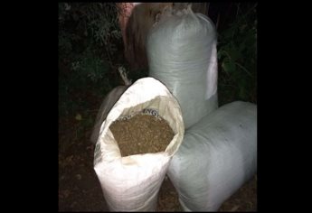 Aseguran 60 kilos de mariguana en Guamúchil