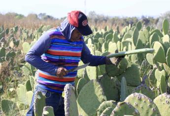 Secretaría de Agricultura fomenta protección a cultivos de nopal