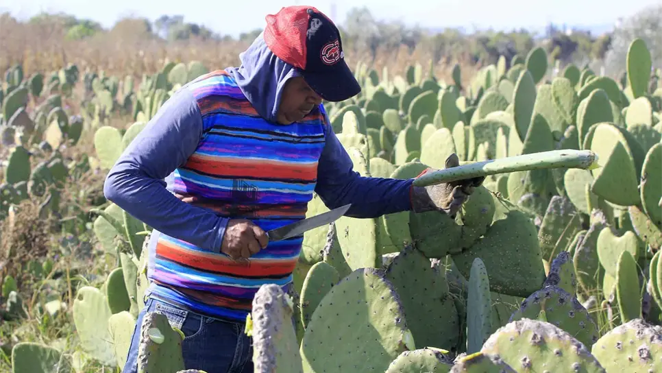 Secretaría de Agricultura fomenta protección a cultivos de nopal